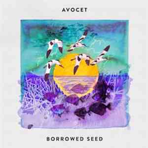 Avocet - Borrowed Seed download free